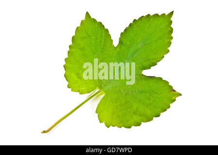 Autumn ivy leaf isolated on white background. Autumn ivy leaf colored by yellow and green color. With clipping path. Stock Photo