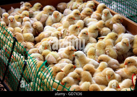 Chicks for sale Stock Photo