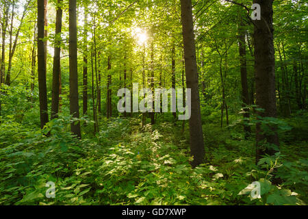 Spring Summer Sun Shining Through Canopy Of Tall Trees Woods. Sunlight In Deciduous Forest, Summer Nature. Stock Photo