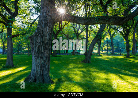 Trees in Central Park, New York city, with Eldorado building on ...