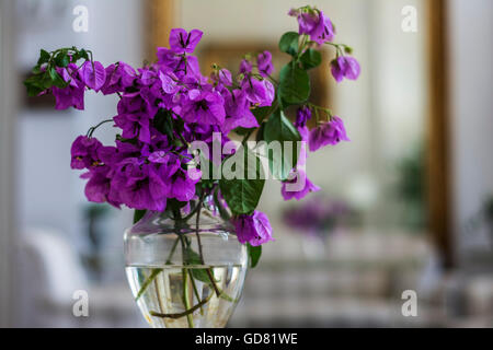 Bougainvillea flowers in a glass vase Stock Photo