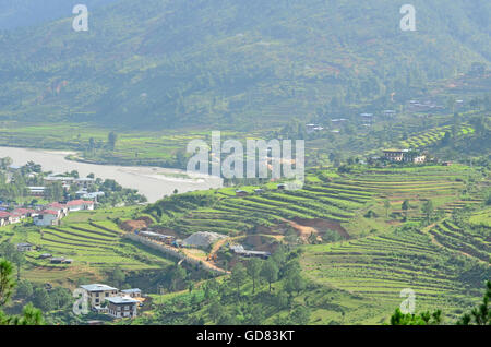 Breathtaking View of Rice Terraces in Punakha, Bhutan Stock Photo