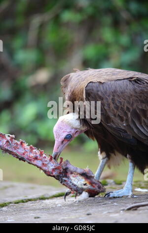 Hooded Vulture (Necrosyrtes monachus) in Rwanda Stock Photo