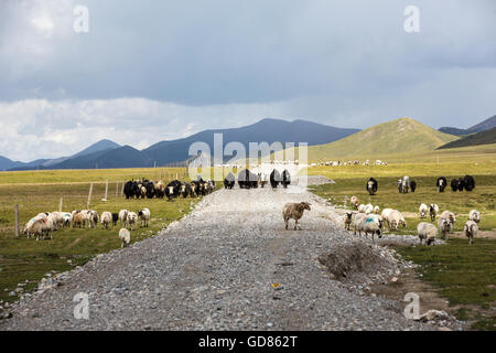 Grassland scenery of Gangcha County, Qinghai Province, China Stock Photo