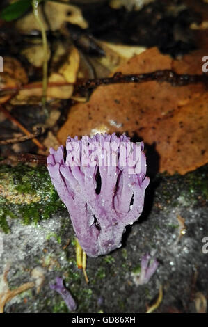 Raindrops on purple coral fungi (Clavaria zollingeri) in  Australian rainforest Stock Photo