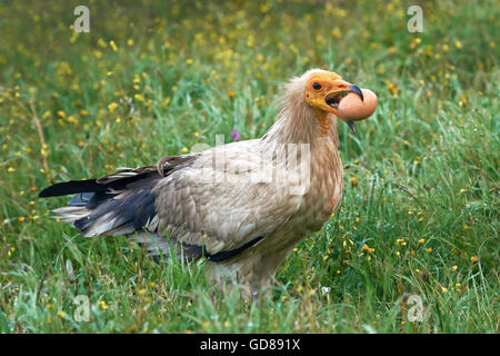 Egyptian vulture standing in grass with an egg in its beak Stock Photo