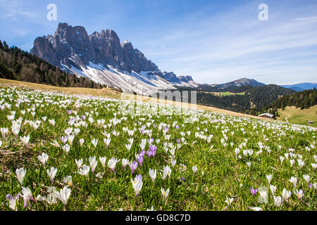 Flowers bloom on the meadows at the foot of the Odle Gampen Alm Funes Valley South Tyrol Dolomites Italy Europe Stock Photo