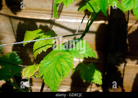 BUMBLE BEE ON RASPBERRY LEAF Stock Photo