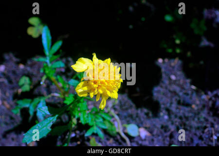 YELLOW MARIGOLD Stock Photo