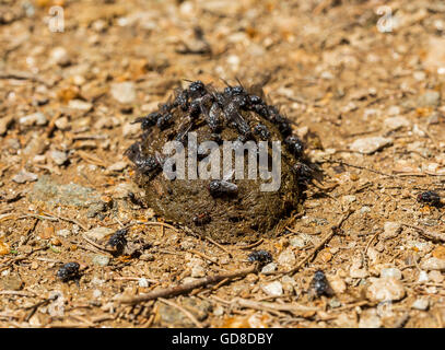 Flies on a horse manure picking up food. Stock Photo