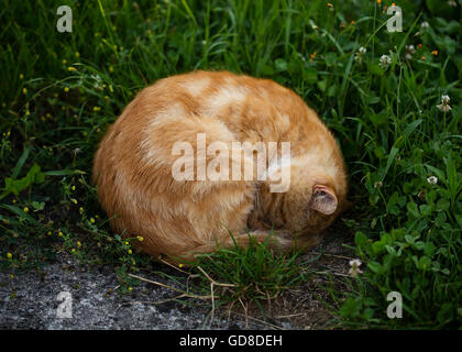 Sleeping orange cat in the morning, on the grass. Stock Photo