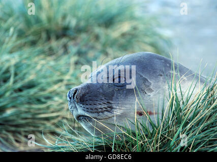 A juvenile Southern Elephant Seal (Mirounga leonine) rests among tussac grass (Poa flabellata) growing on a rocky hillside. Ocean Harbour, South Georg Stock Photo