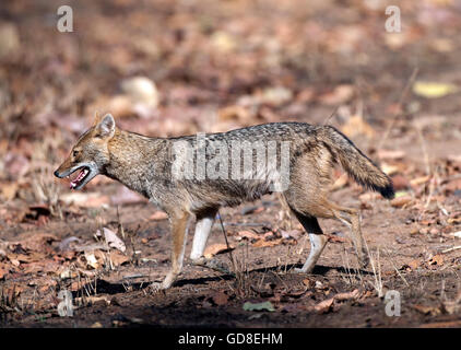 The image of Indian Jackal ( Canis aureus indicus ) was taken in Bandavgarh national park, India Stock Photo