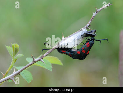 A five-spot burnet moth (Zygaena species) mating on the chrysalis case from which one of them has emerged.  Clints Quarry Nature Stock Photo