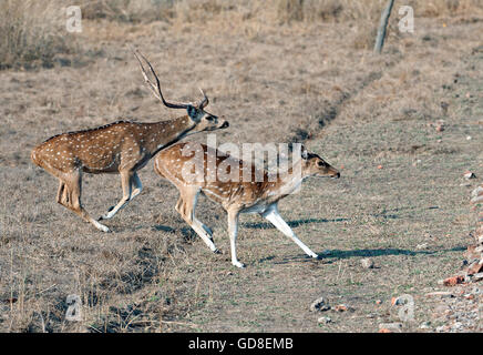 The image of Spotted deer ( Axis axis )  on run was taken in Bandavgarh national park, India Stock Photo