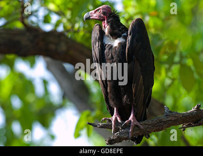 The image of  Red headed vulture ( Sarcogyps calvus ) Bandavgrah national park, India Stock Photo