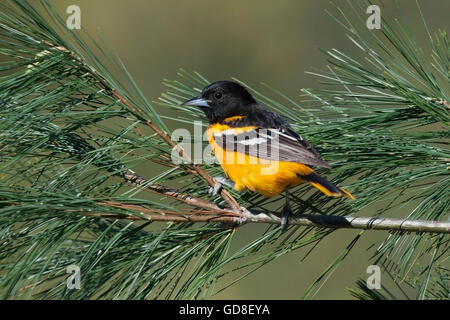Male Baltimore oriole perched on pine branch Stock Photo