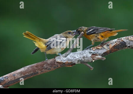 baltimore oriole galbula icterus feeding young alamy feeds fledgling
