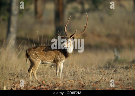 The image of Spotted deer ( Axis axis ) was taken in Bandavgarh national park, India Stock Photo