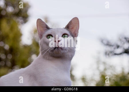 Stock Photo