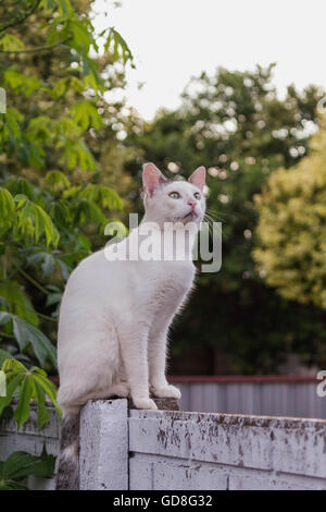 kitten sitting on the brick wall Stock Photo
