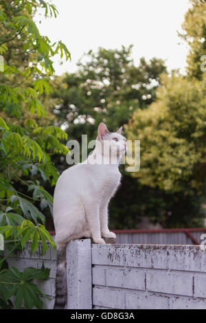 kitten sitting on the brick wall Stock Photo