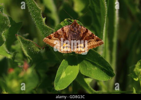Burnet Companion Moth Stock Photo