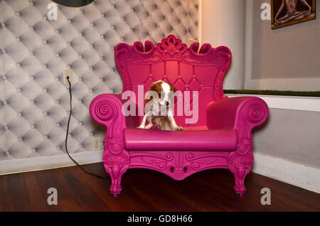 D Pet Hotels Chelsea Manhattan new york USA pug on pink throne Stock Photo