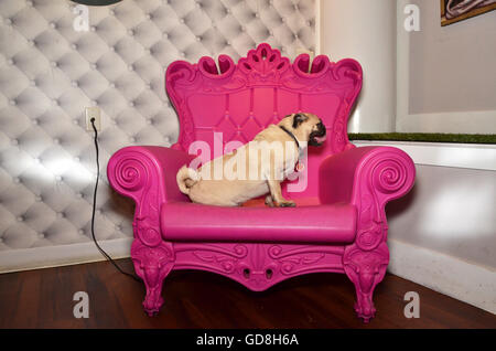 D Pet Hotels Chelsea Manhattan new york USA pug on pink throne Stock Photo