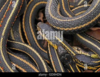 Group of red sided garter snake Thamnophis sirtalis parietalis mating in Narcisse, Manitoba, Canada. Stock Photo