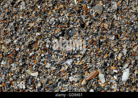 Assorted small broken seashells on beach sand Stock Photo