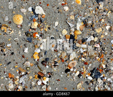 Assorted small broken seashells on beach sand Stock Photo