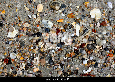 Assorted small broken seashells on beach sand Stock Photo