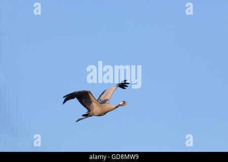 Common or Eurasian Crane (Grus grus). Calling in flight. Ingham. Norfolk. England. Stock Photo