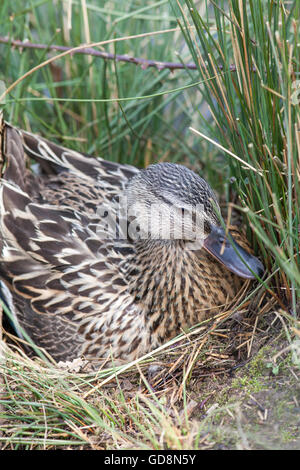 Mallard Duck (Anas platyrhynchos). On nest. Just returned to incubate settling on clutch and shuffling the eggs with her feet. Stock Photo