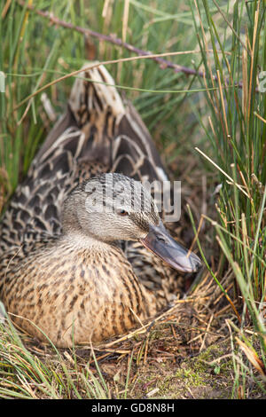 Mallard Duck (Anas platyrhynchos). Sitting on nest. A recently constructed nest site amongst rushes (Juncus sp. ) on the ground. Here adding material . Stock Photo