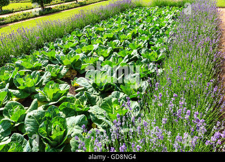 Cabbage patch framed by lavender Stock Photo