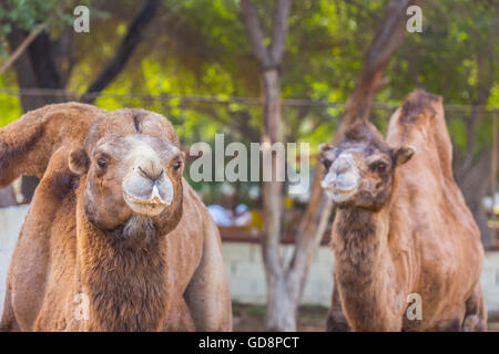 Al Dosari Zoo in Doha, Qatar. Stock Photo