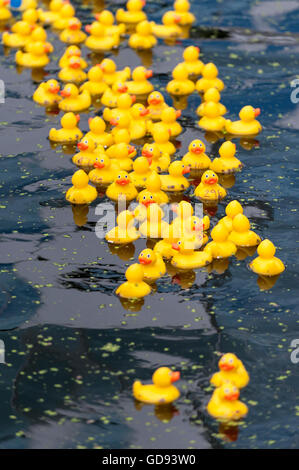 London, UK.  14 July 2016.  A rubber duck race takes place in the canal at Merchant Square, Paddington.  Participants donated money to sponsor a duck to raise funds for COSMIC’s More Smiles Appeal for the redevelopment of the children’s intensive care unit at nearby St Mary’s Hospital, Paddington. Credit:  Stephen Chung / Alamy Live News Stock Photo