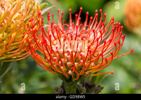 Red protea, the national flower of South Africa Stock Photo