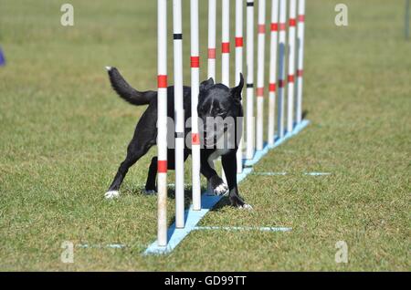 Mixed-Breed Dog doing Weave Poles at Dog Agility Trial Stock Photo