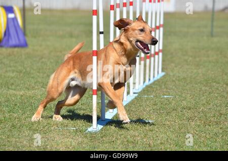 Yellow Labrador Retriever Doing Weave Poles at Dog Agility Trial Stock Photo