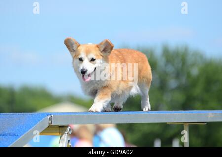 Pembroke Welch Corgi Running on a Dog Walk at an Agility Trial Stock Photo