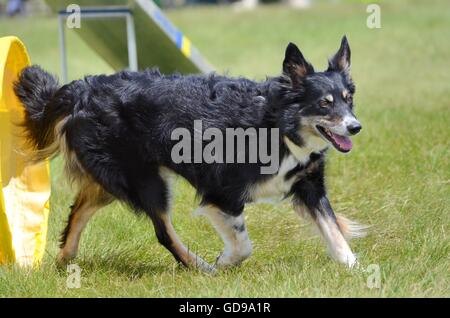 Mixed-Breed Dog Leaving a Tunnel at Dog Agility Trial Stock Photo