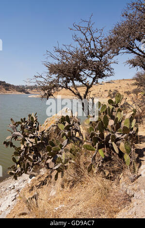 Wild prickly pear cactus growing in central Mexico Stock Photo