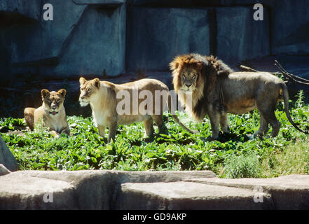 Male lion & two lionesses; Milwaukee County Zoo; Milwaukee; Wisconsin; USA Stock Photo