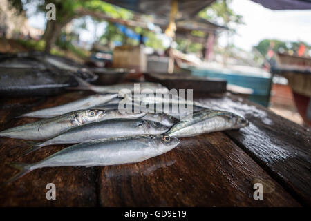 Fish market in Galle, Sri Lanka, shot in the morning Stock Photo