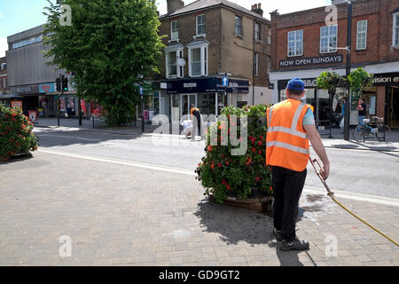 A council worker waters flowers on the High Street of Brentwood a small English town in Essex Stock Photo