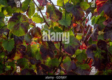 Pinot noir, grapevines, vineyard, vineyards, Saintsbury Winery, Carneros region, Napa Valley, Napa County, California Stock Photo