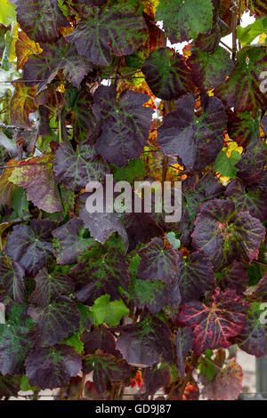 Pinot noir, grapevines, vineyard, vineyards, Saintsbury Winery, Carneros region, Napa Valley, Napa County, California Stock Photo